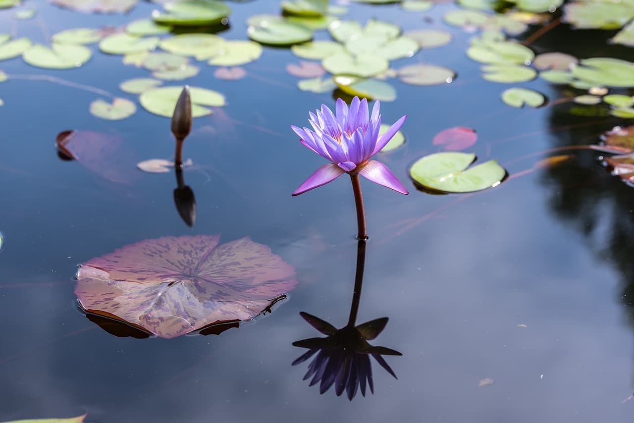 korea, gyeonggi do, paju